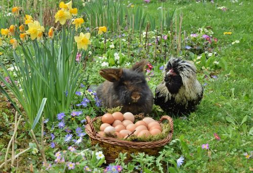 easter easter bunny chicken