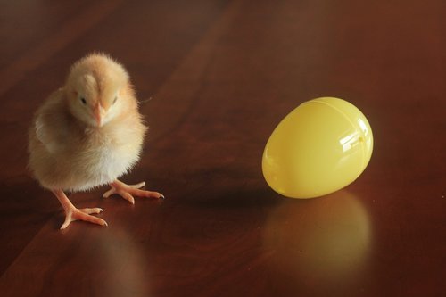 easter  chick  holiday