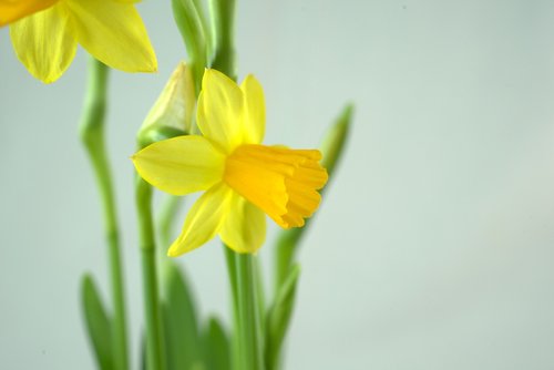 easter  daffodil  flower