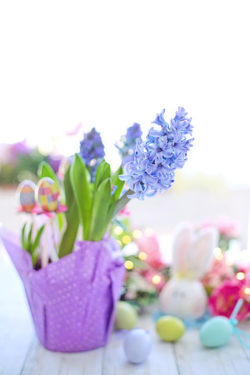 easter  hyacinth  purple