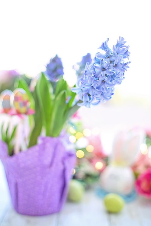 easter  hyacinth  purple