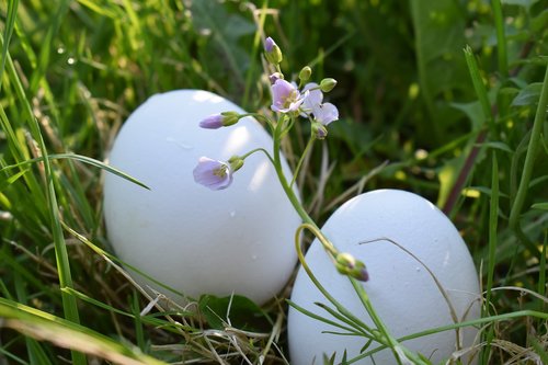 easter  egg  spring
