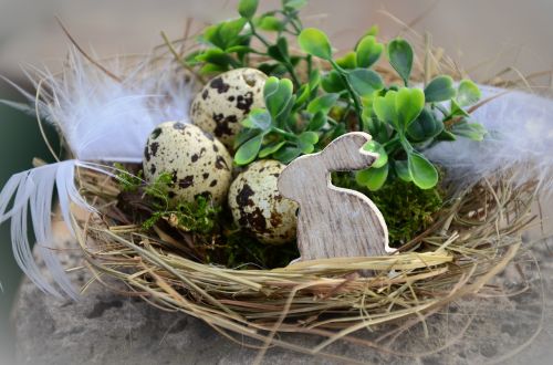 easter easter eggs nest