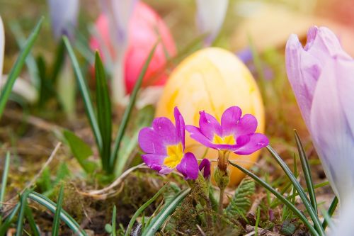 easter easter eggs spring