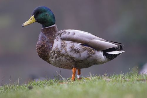 easter duck portrait