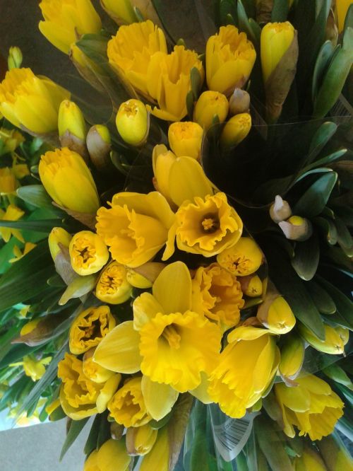 easter easter lilies plants