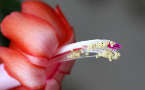 easter cactus blossom bloom