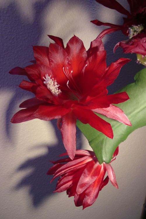 easter cactus blossom bloom