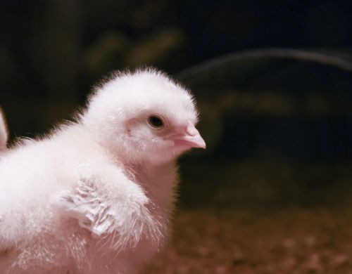 Easter Chick Closeup