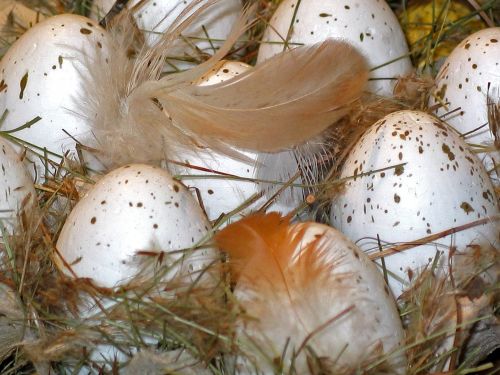 easter eggs easter nest easter