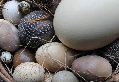 easter eggs easter nest nature