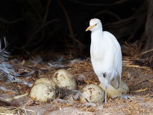 easter egret cattle egret rhea eggs