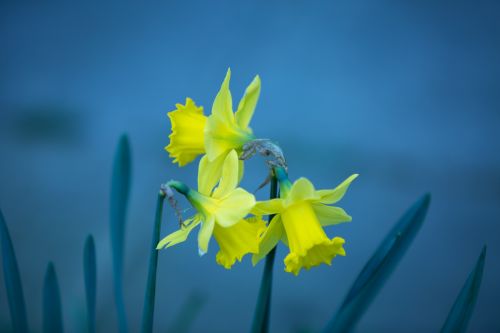 Easter Flower