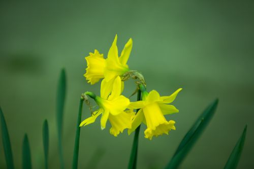 Easter Flower