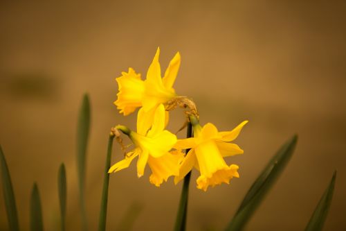 Easter Flower