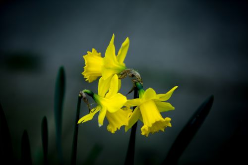 Easter Flower