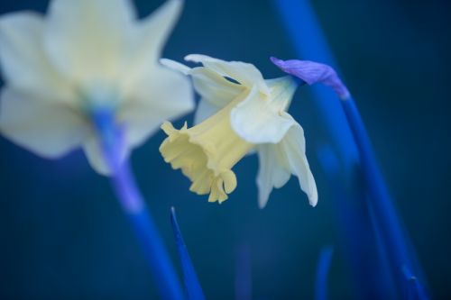 Easter Flower