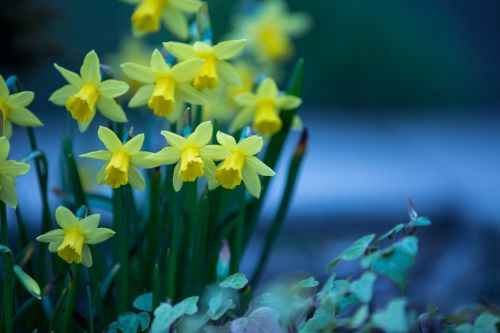 Easter Flower