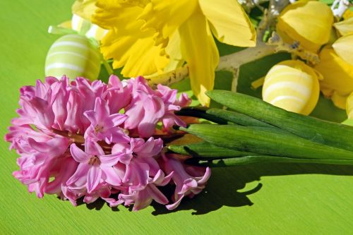 easter theme hyacinth flower