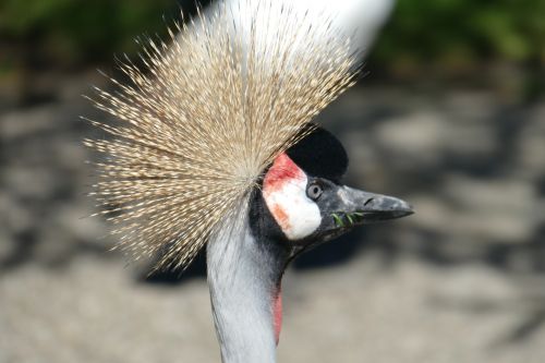 eastern head headdress