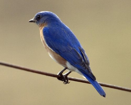 eastern bluebird bird perched