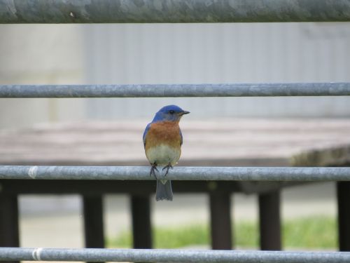 eastern bluebird perched railing