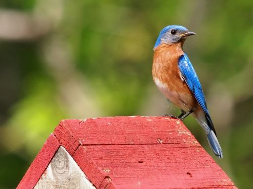 eastern bluebird bird songbird