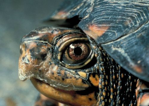 eastern box turtle macro portrait