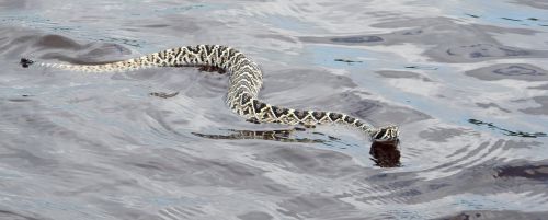 eastern diamondback rattlesnake viper poisonous
