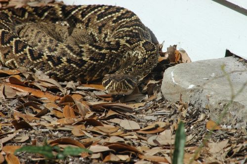 eastern diamondback rattlesnake viper poisonous