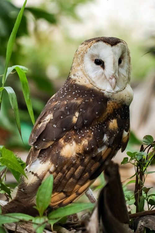 eastern grass owl tyto longimembris owl