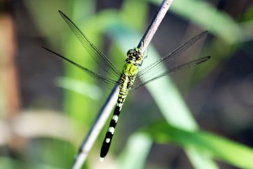 Eastern Pondhawk Dragonfly Close-up