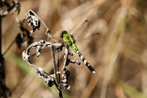 Eastern Pondhawk Dragonfly