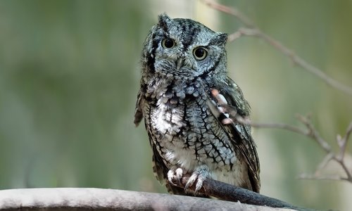 eastern screech owl  owl  bird