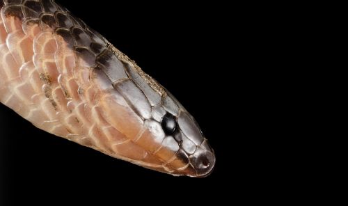 eastern worm snake reptile nonvenomous