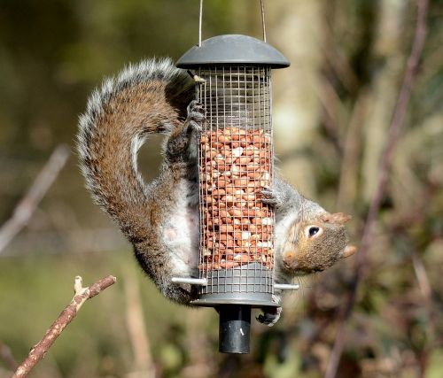 eater wildlife squirrel