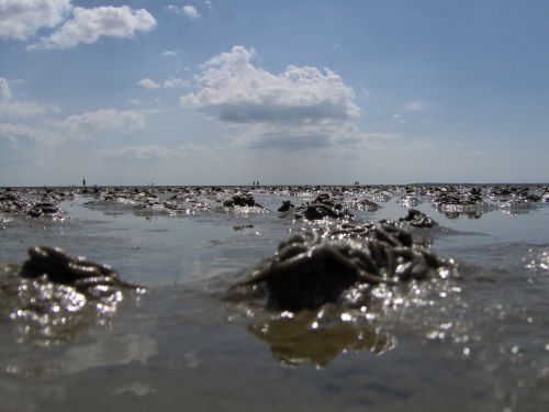 ebb wadden sea watt bottom