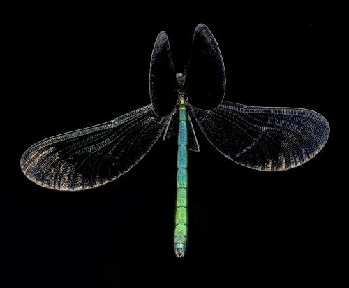 ebony jewelwing damselfly insect macro