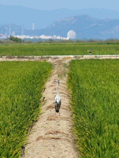 ebro delta paddy kingfisher