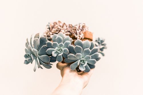 echeveria green plant