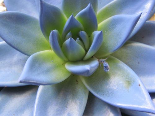 echeveria blue flower blossom