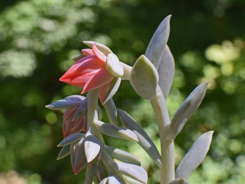 echeveria flower buds succulent bud