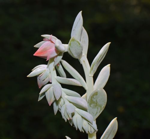 echeveria flower spike succulent bud