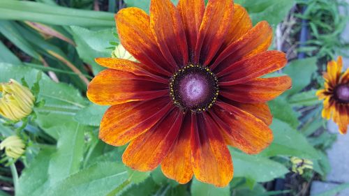 echibeckia garden flower