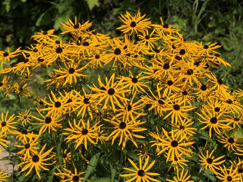 echinacaea  yellow  flowers