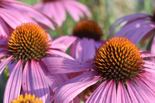 echinacea flower nature