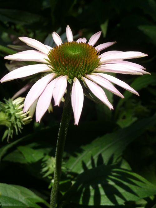 echinacea flower close-up