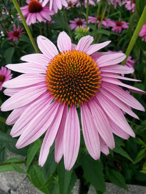 echinacea purple coneflower flower