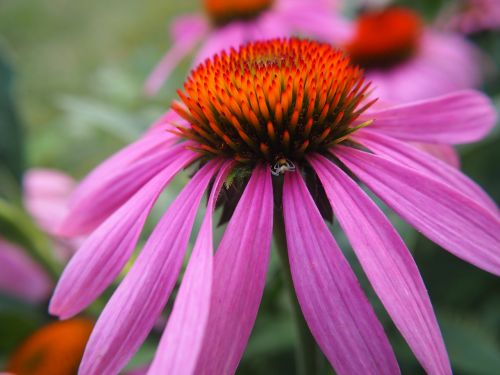 echinacea blossom bloom