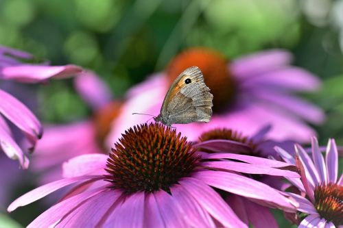 echinacea butterfly blossom
